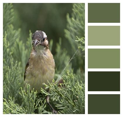 Bird White Browed Laughingthrush Thrush Image